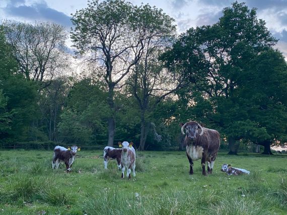 Cows.jpg